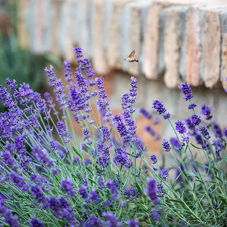 Отель Provence Birtok 2*