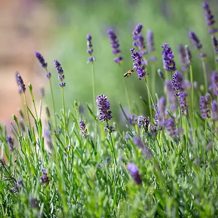 Отель Provence Birtok 2*