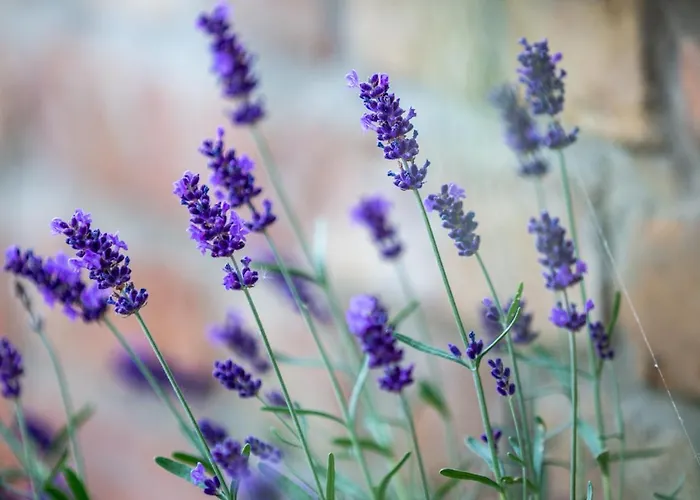 Provence Birtok Hotel