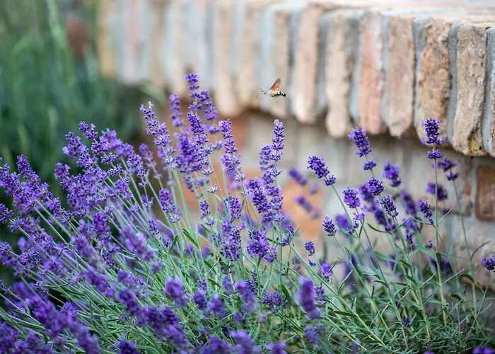 Hotel Provence Birtok 2*