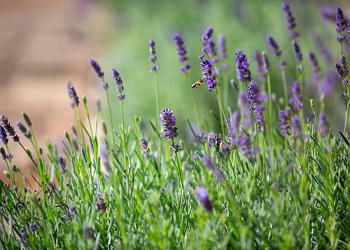 Hotel Provence Birtok 2*